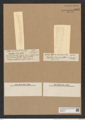 Rhizosolenia sima Castr. (de-Toni-Nr.: Genus 114, Species 3300) Zeichnungen Sammlung Grunow Nr. 6682 (NHMW-BOT-W0375478)